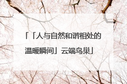 「人与自然和谐相处的温暖瞬间」云端鸟巢