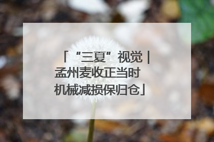 “三夏”视觉｜孟州麦收正当时 机械减损保归仓