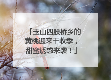 玉山四股桥乡的黄桃迎来丰收季，甜蜜诱惑来袭！