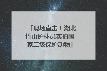 现场直击！湖北竹山护林员实拍国家二级保护动物