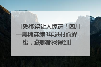 熟练得让人惊讶！四川一黑熊连续3年进村偷蜂蜜，藏哪都找得到