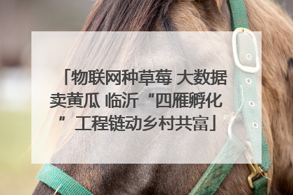 物联网种草莓 大数据卖黄瓜 临沂“四雁孵化”工程链动乡村共富