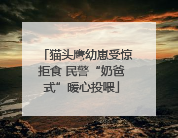 猫头鹰幼崽受惊拒食 民警“奶爸式”暖心投喂