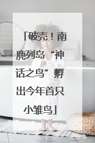 破壳！南麂列岛“神话之鸟”孵出今年首只小雏鸟
