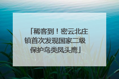 稀客到！密云北庄镇首次发现国家二级保护鸟类凤头鹰