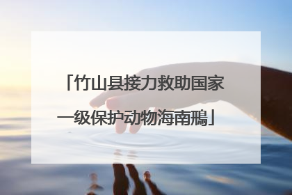 竹山县接力救助国家一级保护动物海南鳽