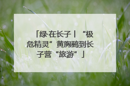 绿·在长子丨“极危精灵”黄胸鹀到长子营“旅游”