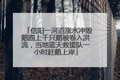 信阳一河道涨水冲毁鹅圈上千只鹅被卷入洪流，当地蓝天救援队一小时赶鹅上岸