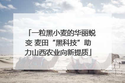 一粒黑小麦的华丽蜕变 麦田“黑科技”助力山西农业向新提质