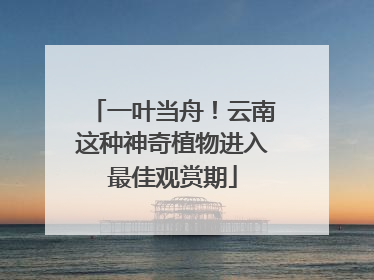 一叶当舟！云南这种神奇植物进入最佳观赏期