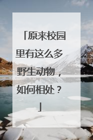 原来校园里有这么多野生动物，如何相处？