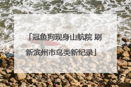 冠鱼狗现身山航院 刷新滨州市鸟类新纪录