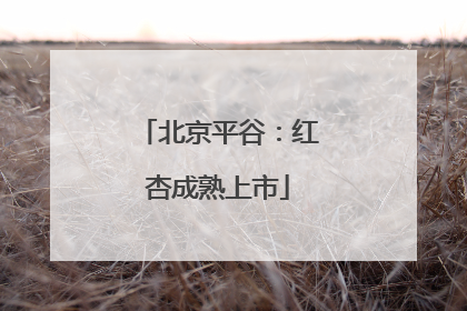 北京平谷：红杏成熟上市