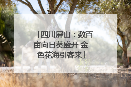 四川屏山：数百亩向日葵盛开 金色花海引客来