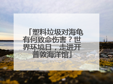 塑料垃圾对海龟有何致命伤害？世界环境日，走进开普敦海洋馆