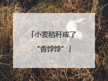 小麦秸秆成了“香饽饽”