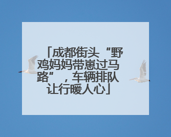 成都街头“野鸡妈妈带崽过马路”，车辆排队让行暖人心