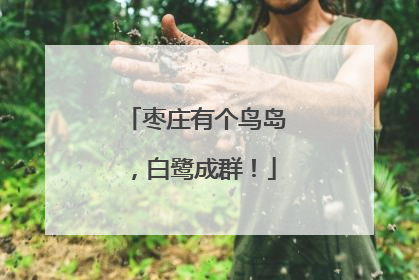 枣庄有个鸟岛，白鹭成群！