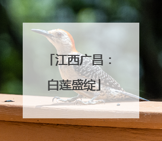 江西广昌：白莲盛绽