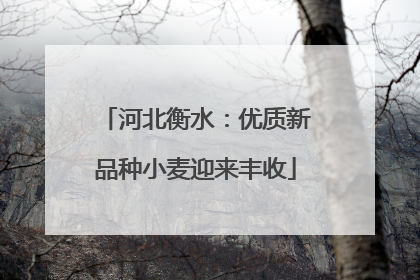 河北衡水：优质新品种小麦迎来丰收