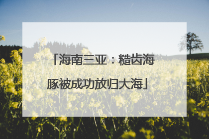 海南三亚：糙齿海豚被成功放归大海