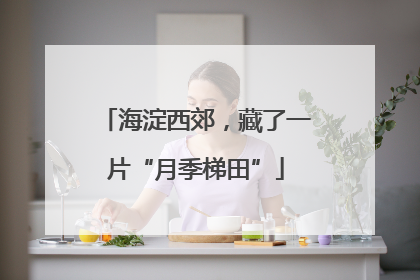 海淀西郊，藏了一片“月季梯田”
