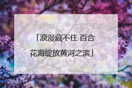 浪漫藏不住 百合花海绽放黄河之滨