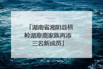 湖南省湘阴县横岭湖麋鹿家族再添三名新成员