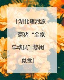 湖北堵河源：豪猪“全家总动员”悠闲觅食