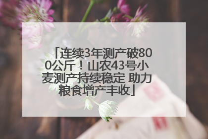 连续3年测产破800公斤！山农43号小麦测产持续稳定 助力粮食增产丰收