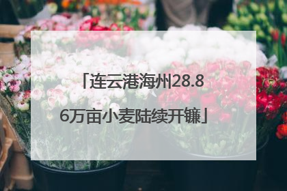 连云港海州28.86万亩小麦陆续开镰
