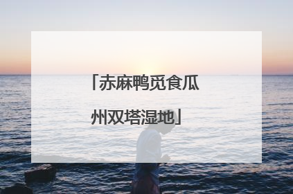 赤麻鸭觅食瓜州双塔湿地