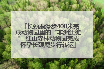 长颈鹿漫步400米完成动物园里的“非洲迁徙” 红山森林动物园完成怀孕长颈鹿步行转运
