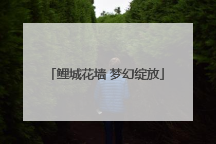 鲤城花墙 梦幻绽放