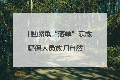 鹰嘴龟“落单”获救 野保人员放归自然